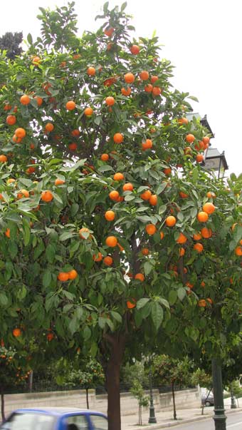 Orange trees lining a city street. Athens Greece